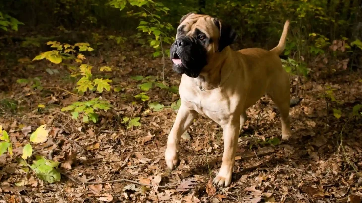 Bullmastiff Dog photo