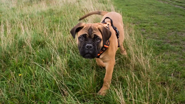 Bullmastiff Dog photo