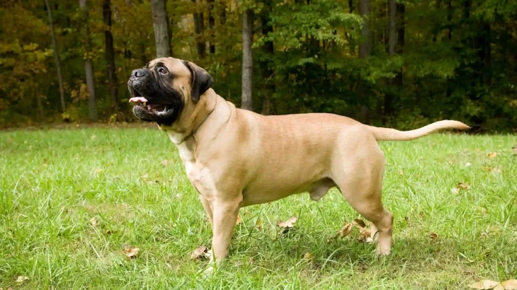 Bullmastiff Dog photo