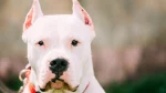 Bully Kutta Dog photo