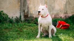 Bully Kutta Dog photo