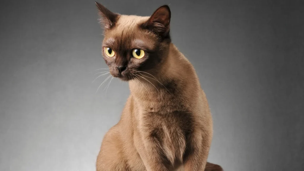 Burmese Cat photo