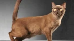 Burmese Cat photo