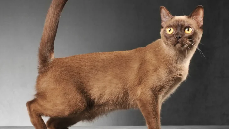 Burmese Cat photo