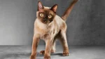 Burmese Cat photo