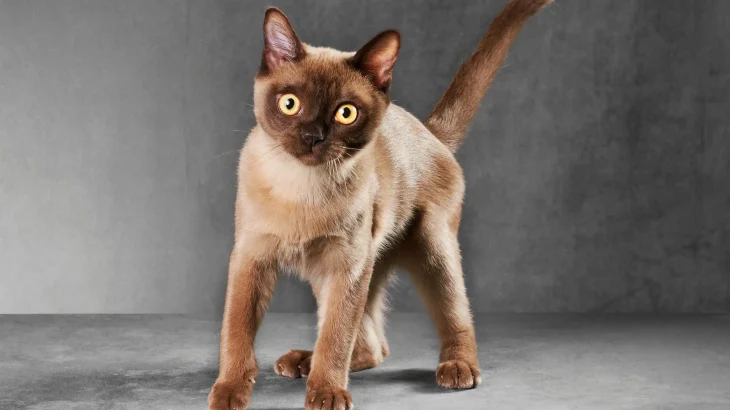 Burmese Cat photo