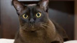 Burmese Cat photo