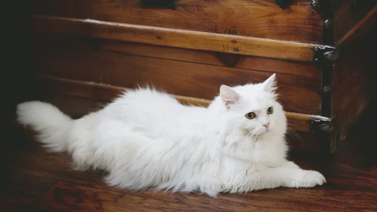 Burmilla Longhair Cat photo