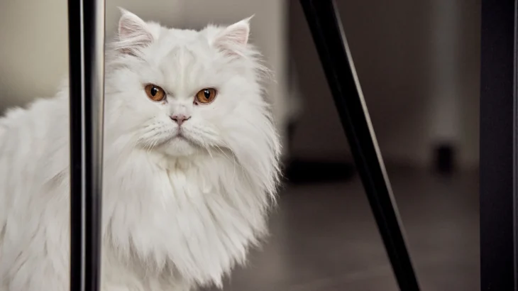 Burmilla Longhair Cat photo