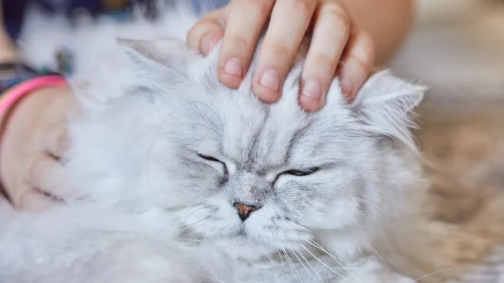 Burmilla Longhair Cat photo