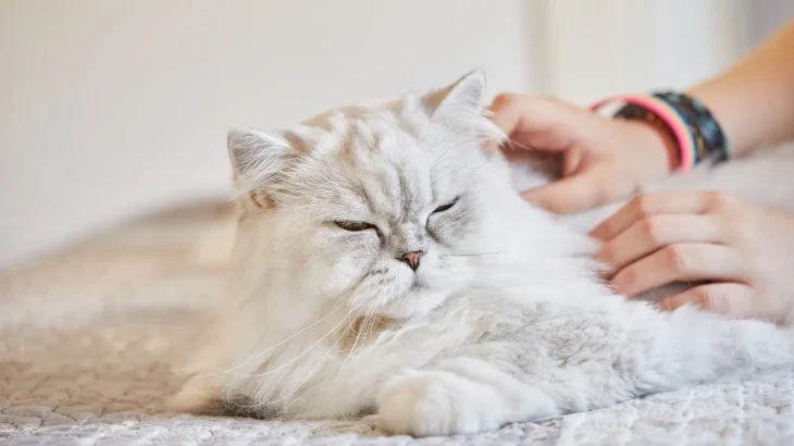 Burmilla Longhair Cat photo