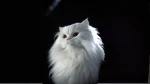 Burmilla Longhair Cat photo