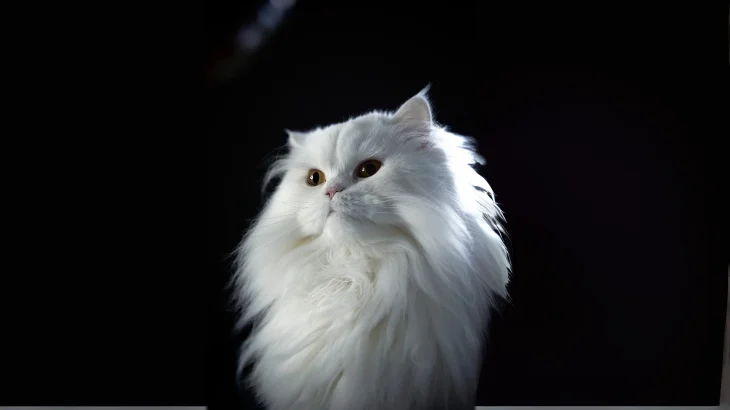 Burmilla Longhair Cat photo
