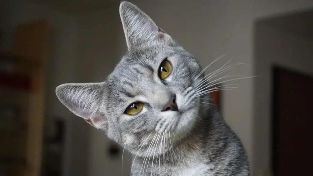Burmilla Cat photo