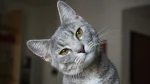 Burmilla Cat photo