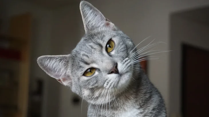 Burmilla Cat photo