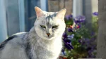 Burmilla Cat photo