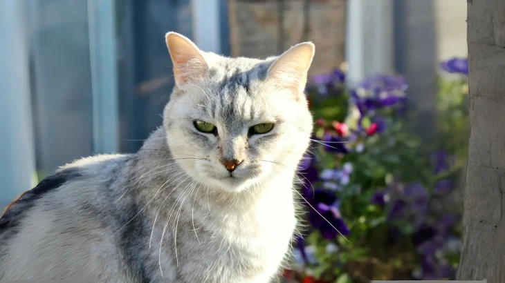 Burmilla Cat photo