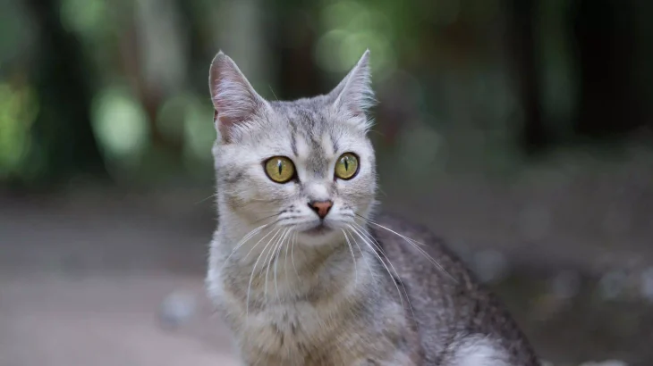 Burmilla Cat photo