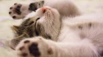 Burmilla Cat photo