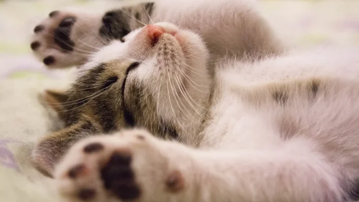 Burmilla Cat photo
