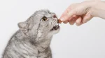 Burmilla Cat photo