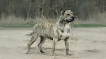 Ca de Bou Dog photo