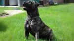 Ca de Bou Dog photo