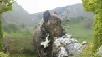 Ca de Bou Dog photo