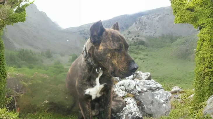 Ca de Bou Dog photo