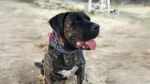Ca de Bou Dog photo