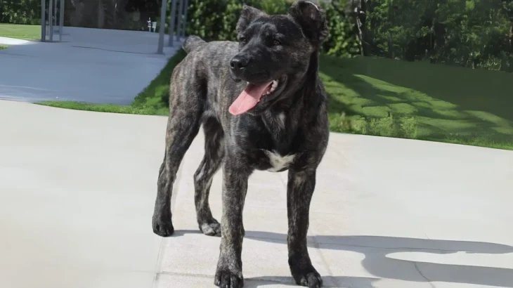 Ca de Bou Dog photo