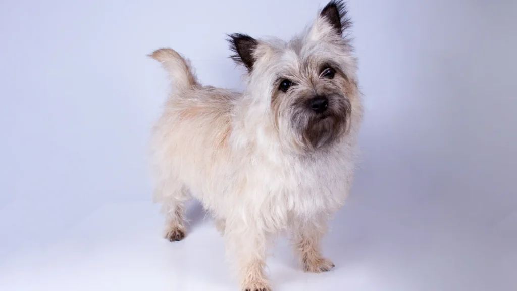 Cairn Terrier Dog photo