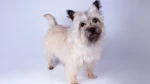 Cairn Terrier Dog photo