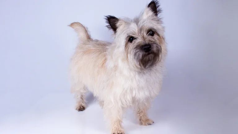 Cairn Terrier Dog photo
