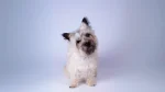 Cairn Terrier Dog photo