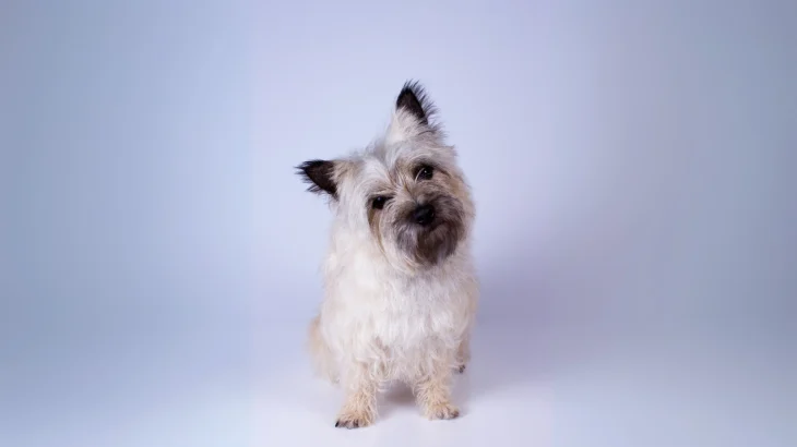 Cairn Terrier Dog photo