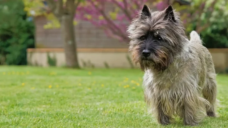 Cairn Terrier Dog photo