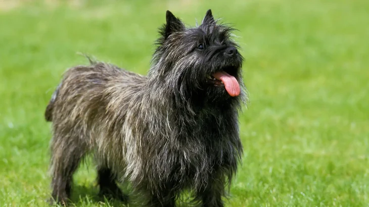 Cairn Terrier Dog photo