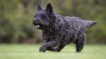 Cairn Terrier Dog photo