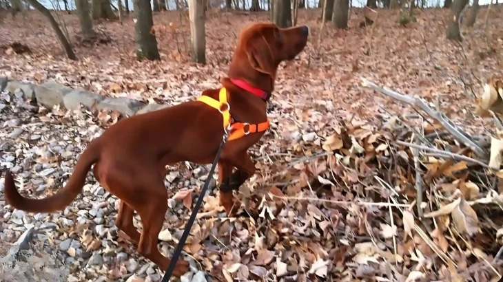 Cajun Squirrel Dog Dog photo