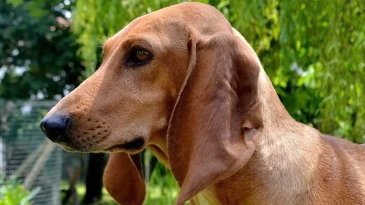 Cajun Squirrel Dog Dog photo