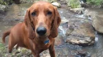 Cajun Squirrel Dog Dog photo