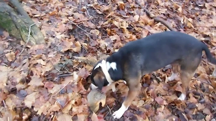 Cajun Squirrel Dog Dog photo