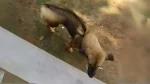 Cambodian Razorback Dog Dog photo