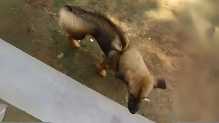 Cambodian Razorback Dog Dog photo