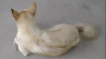 Cambodian Razorback Dog Dog photo