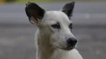 Pies kananejski Dog photo