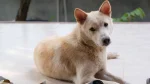 Pies kananejski Dog photo