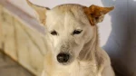 Pies kananejski Dog photo